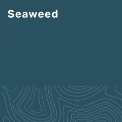 Farbkachel für die Farbe Seaweed