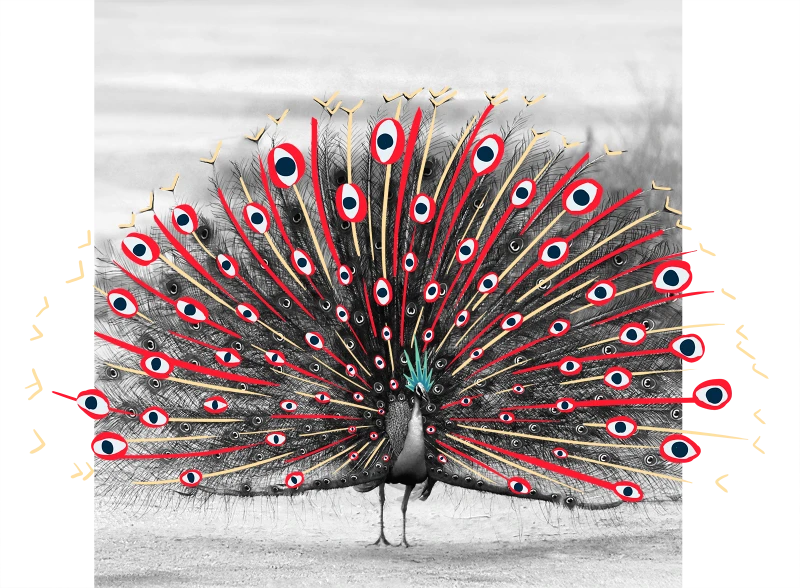 Pfau welcher ein Rad schlägt, darüber liegen illustrierte Elemente