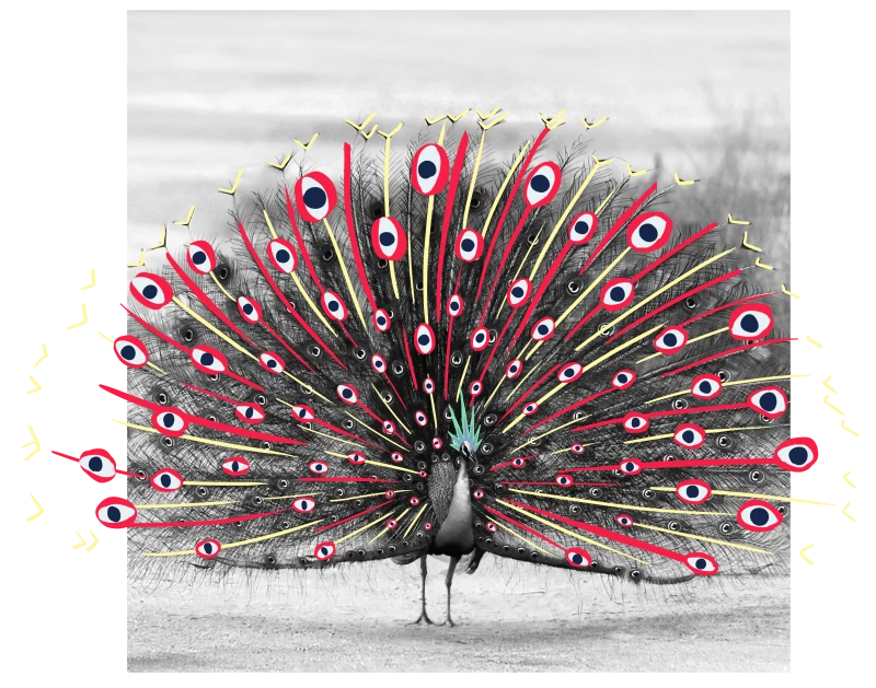 Pfau welcher ein Rad schlägt, darüber liegen illustrierte Elemente