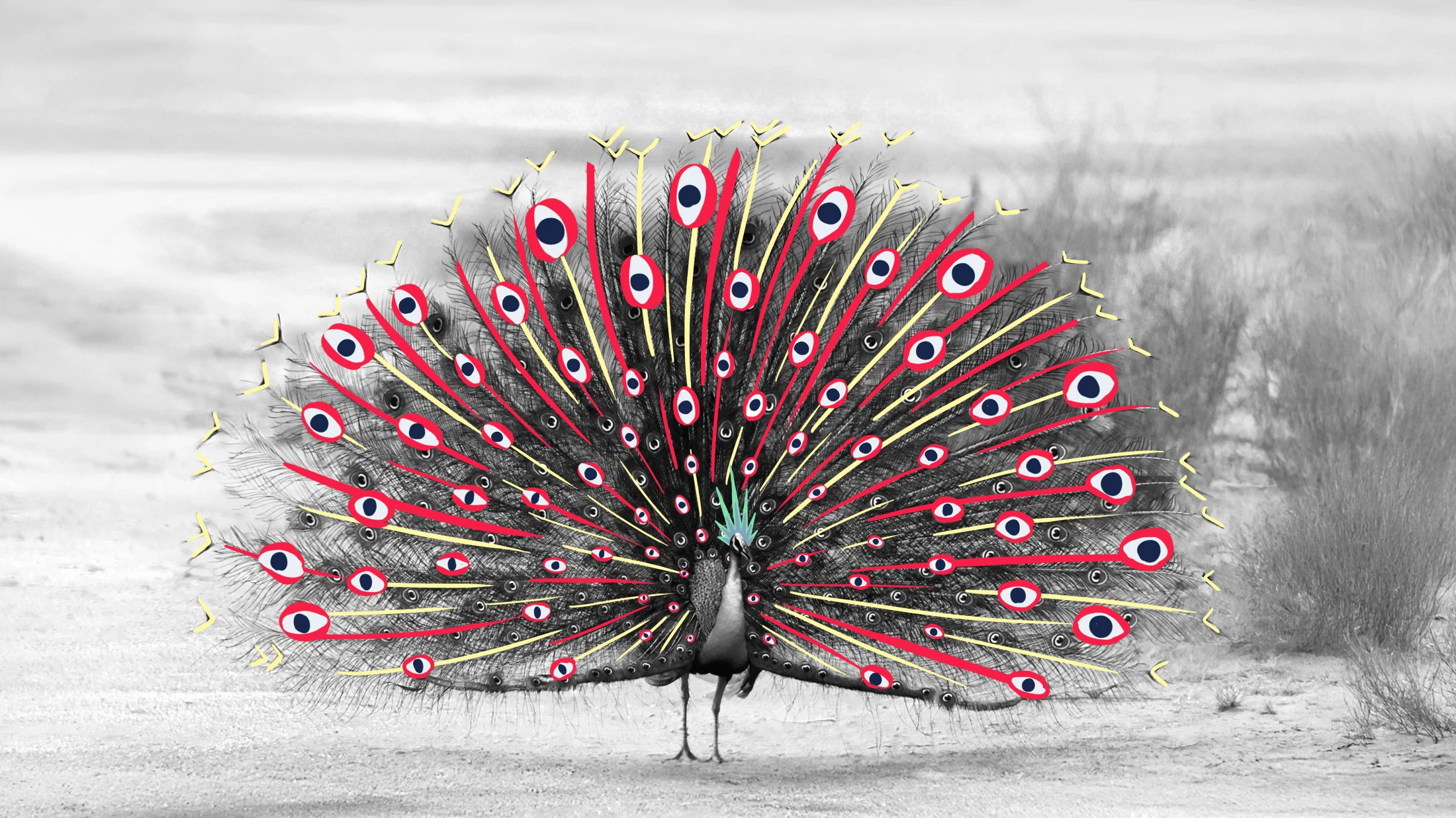 Illustration von einem Pfau 