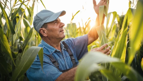 Person steht in einem Maisfeld, schaut auf eine Pflanze und berührt diese leicht
